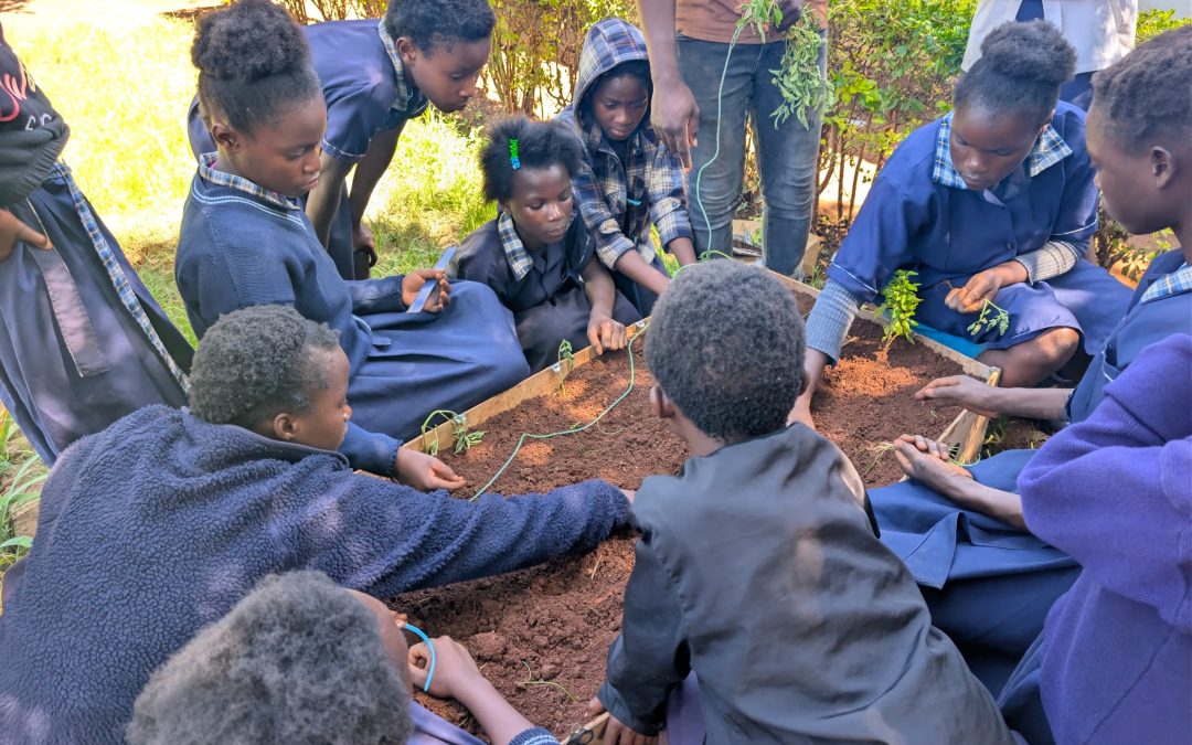 IMPORTANCE OF GREENING THE PERMACULTURE WAY IN SCHOOLS